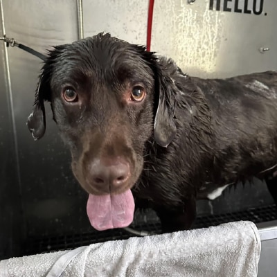 DOG GROOMING